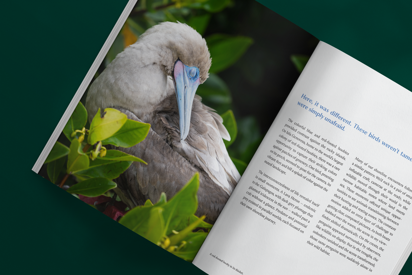 Issue No. 01