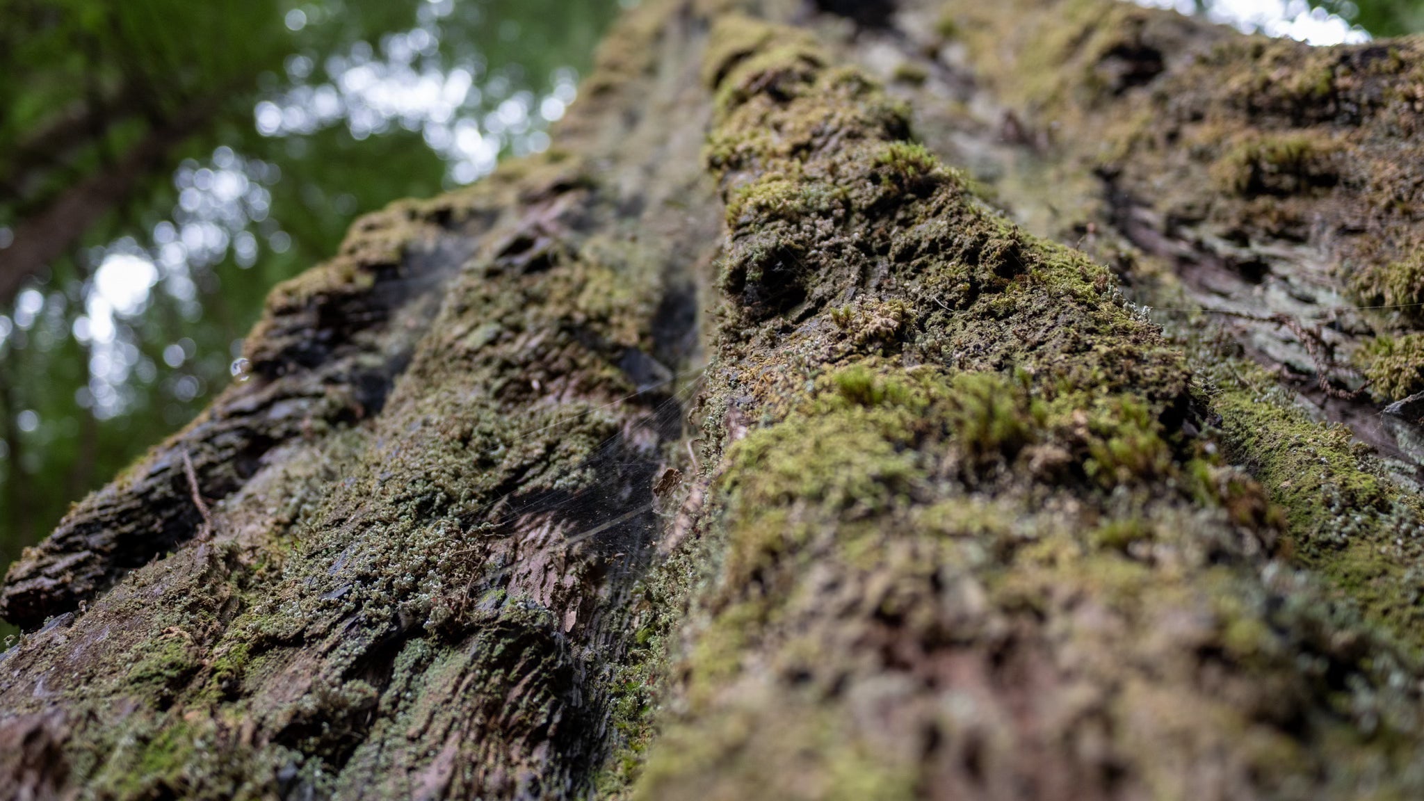 Eating Less Meat To Save More Trees