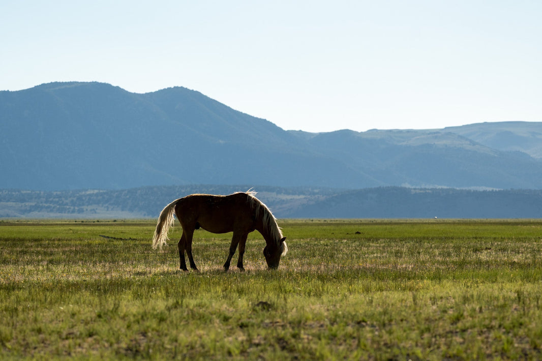 Field Notes from Mono Basin: Searching for California’s Wild Horses