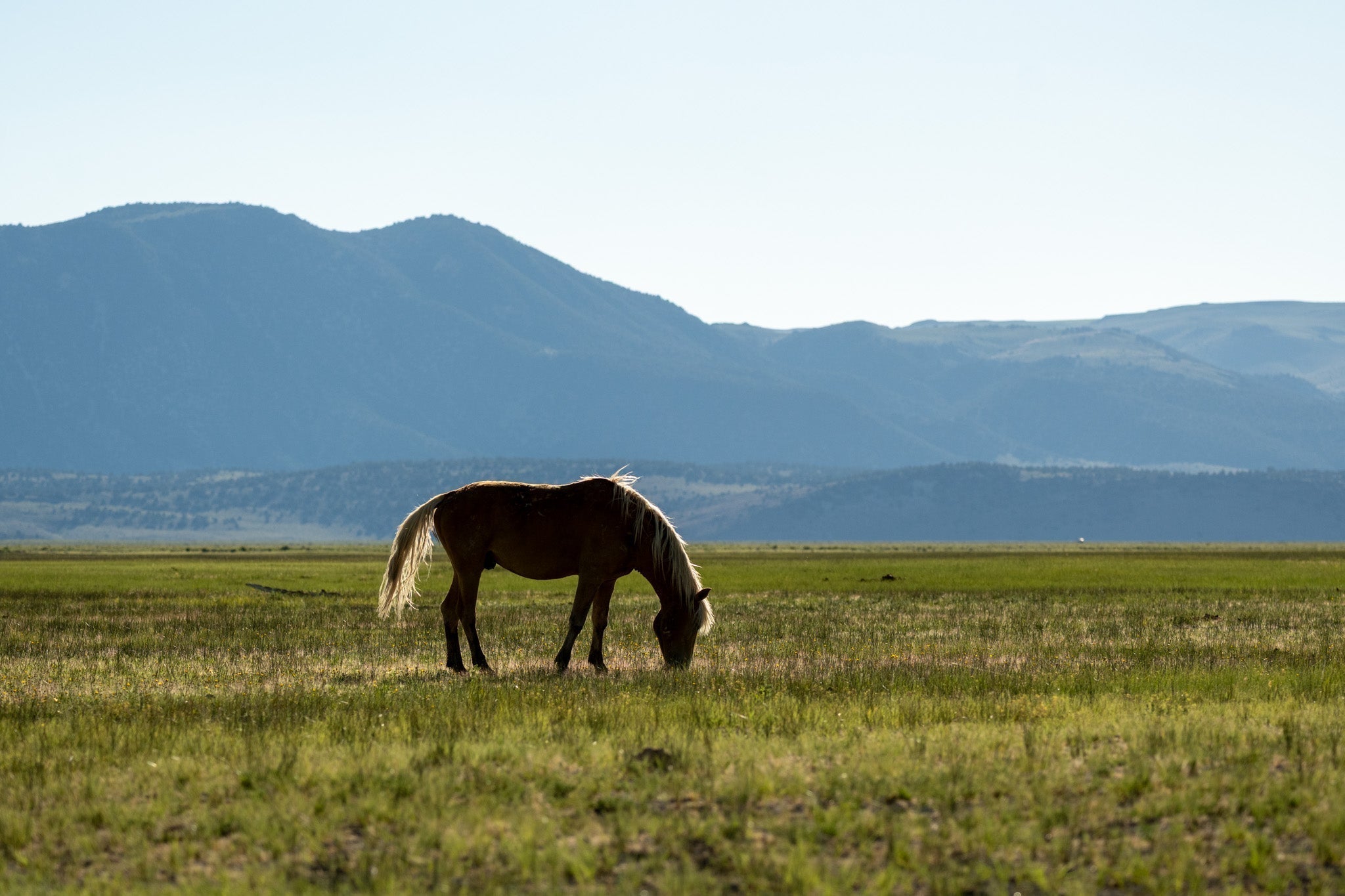 Field Notes from Mono Basin: Searching for California’s Wild Horses